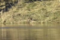 Myocastor coypus