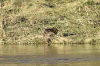Myocastor coypus