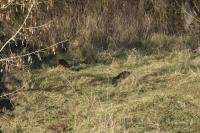 Myocastor coypus