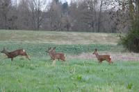Capreolus capreolus