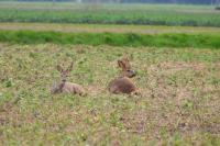 Capreolus capreolus