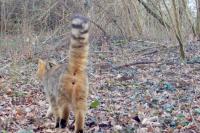 Felis silvestris