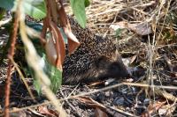 Erinaceus europaeus