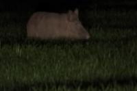 Sus scrofa