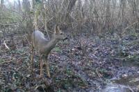 Capreolus capreolus