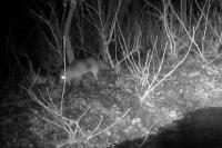 Vulpes vulpes