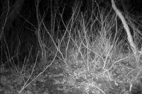 Felis silvestris