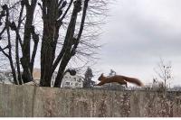 Sciurus vulgaris