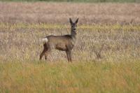 Capreolus capreolus
