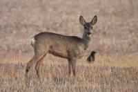 Capreolus capreolus