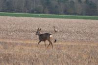 Capreolus capreolus