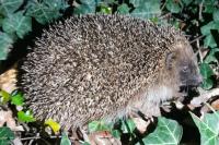 Erinaceus europaeus