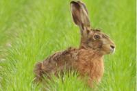 Lepus europaeus