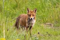 Vulpes vulpes