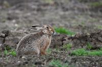 Lepus europaeus
