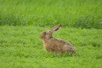 Lepus europaeus
