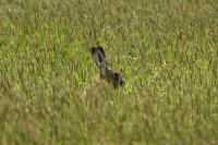 Lepus europaeus