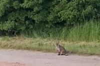 Vulpes vulpes
