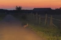 Vulpes vulpes