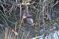 Ondatra zibethicus