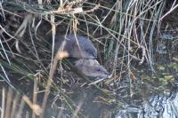 Ondatra zibethicus