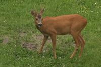 Capreolus capreolus