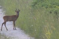 Capreolus capreolus
