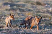 Vulpes vulpes