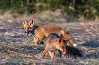 Vulpes vulpes