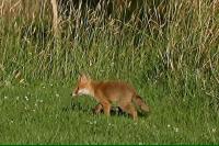 Vulpes vulpes