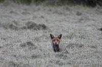 Vulpes vulpes