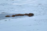 Myocastor coypus