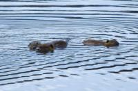 Myocastor coypus