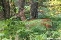 Cervus elaphus