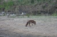 Vulpes vulpes