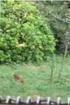 Sciurus vulgaris