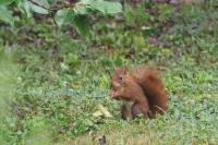 Sciurus vulgaris