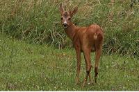 Capreolus capreolus