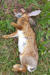 Lepus europaeus