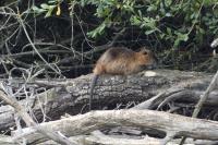 Myocastor coypus