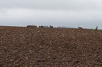 Capreolus capreolus