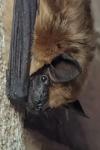 Eptesicus serotinus