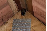 Eptesicus serotinus