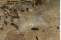 Eptesicus serotinus