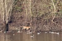 Vulpes vulpes