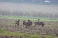 Capreolus capreolus