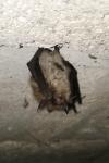 Myotis mystacinus