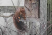 Sciurus vulgaris