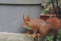 Sciurus vulgaris