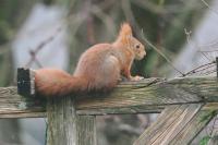 Sciurus vulgaris